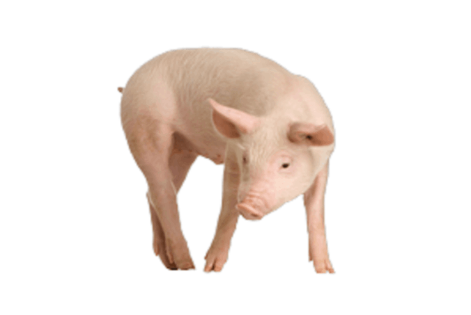 Anabolics for livestock