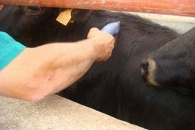 Antiparasitarios para Ganado